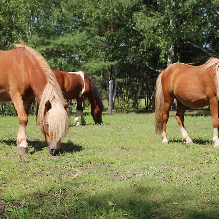 Torhaus Terra Nova Elsterheide