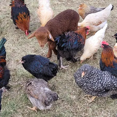 Torhaus Terra Nova Farm stay