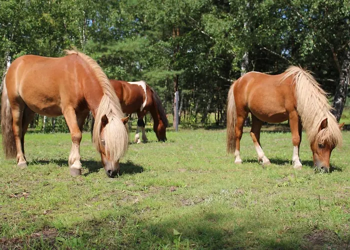 Torhaus Terra Nova Elsterheide