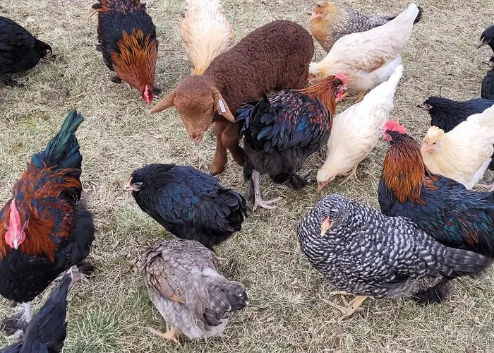 Torhaus Terra Nova 农家乐